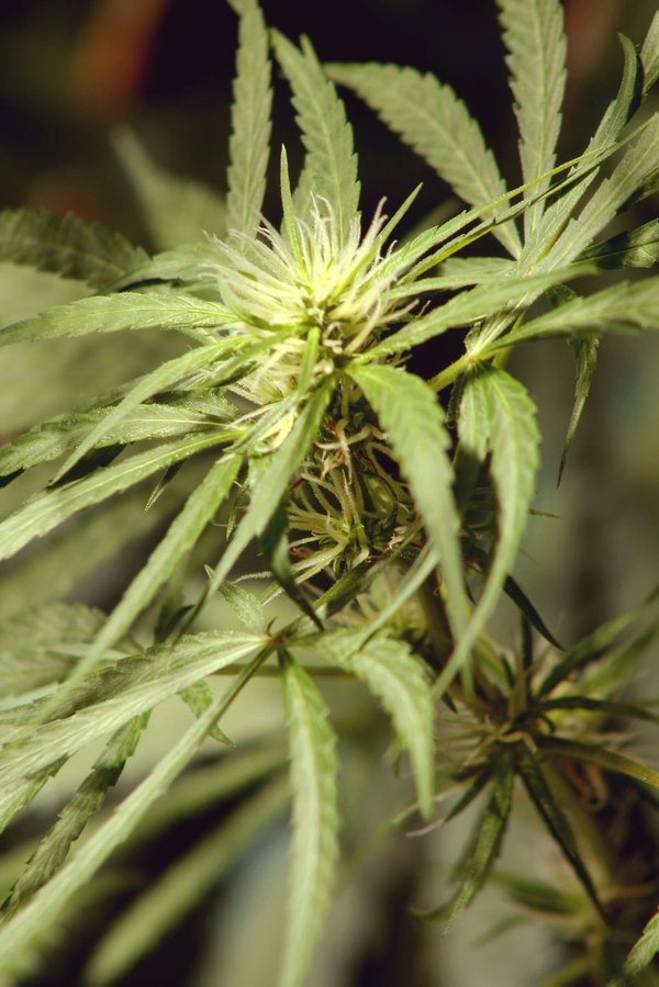 Consommer des fleurs de cbd : méthodes saines et efficaces